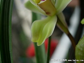 飘窗上的水仙花：一场与春天的浪漫邂逅