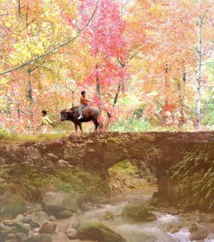 昨夜一霎雨：一场雨带来的思绪涟漪