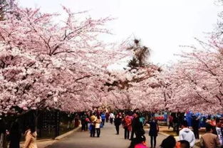 临笑：北海道大学的医者之路