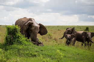 广东一度假区大象疑被强迫滑滑梯，背后真相令人深思