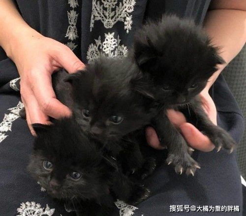 遗弃小猫，是对生命的亵渎！