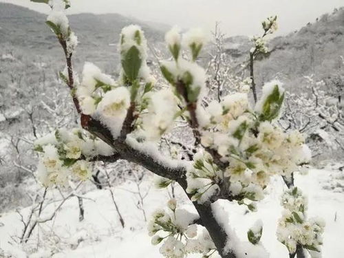 倒春寒来袭，他如何应对这场“春季挑战”？