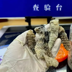 南京海关查获生腌响尾蛇：背后隐藏哪些危害与风险？