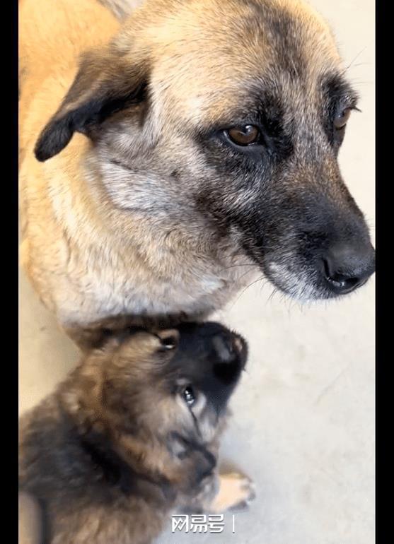 常投喂流浪狗的大哥意外牵出悬赏5万的宠物狗事件