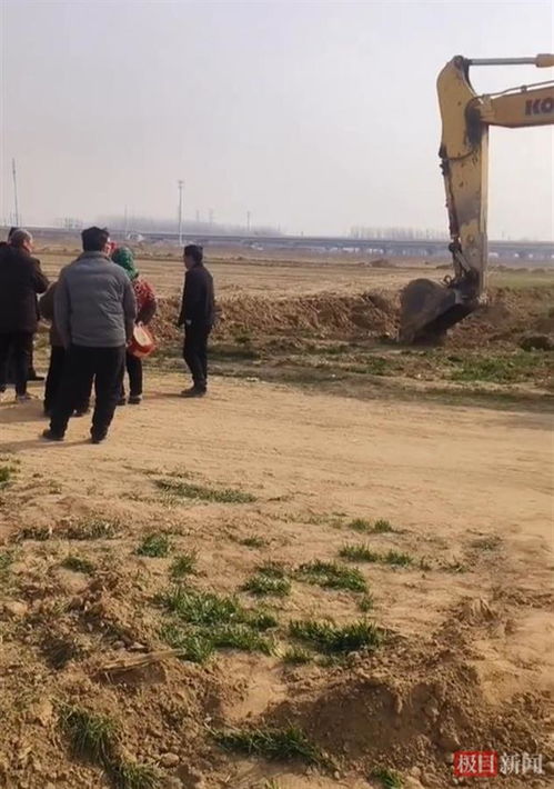 十几亩青苗被毁真相大揭秘：官方回应背后的深思