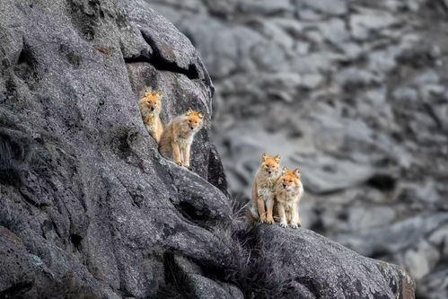 祁连山「红毛狗」豺群现身，它们的回归意味着什么？