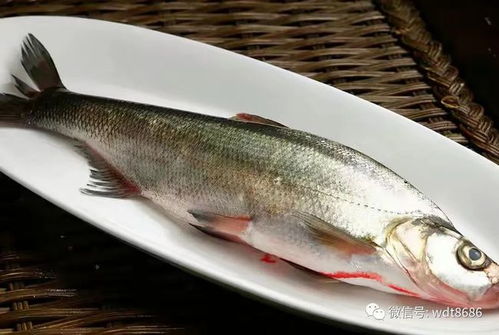 为什么中国的淡水鱼大多刺多？背后的原因竟然是这些！