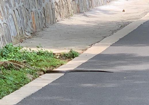 福建泉州惊现3米巨蟒，消防员紧急出动成功捕捉