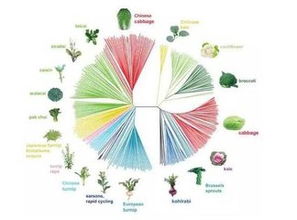 从序列到进化树：构建与优化的奇妙旅程