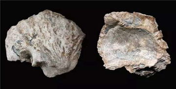 基因战争实锤！许昌头骨揭示华夏祖先竟是10万年前'杂交文明'