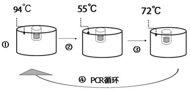 揭秘心肌炎背后的科技力量：一场关于RNA检测的深度探索
