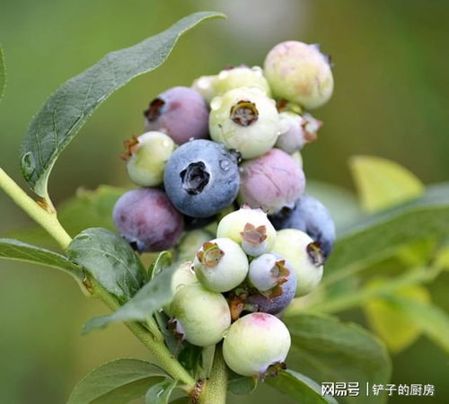 叶绿花小果儿甜：那些藏在生活里的美好（5）