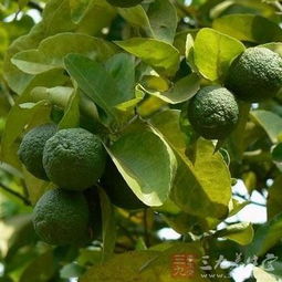 香橼的秘密：从简书热搜到生活中的点滴