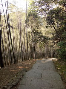 十里琅珰冰挂奇观：一场冬日的视觉盛宴