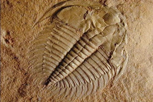 小行星撞地球？别慌，听听专家怎么说