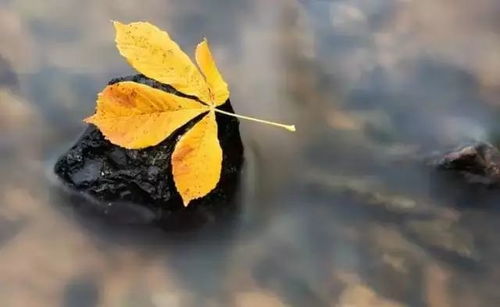 抖音POPPINC不语只是一味卡点：揭秘背后的故事与技巧