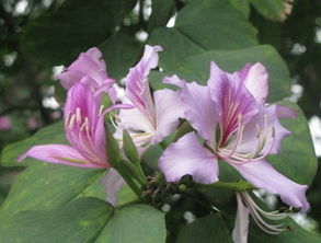 到香港去看紫荆花：一场浪漫与文化的邂逅