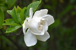 女子用黄栀子花外敷崴脚处致皮肤染色，背后真相竟是这样