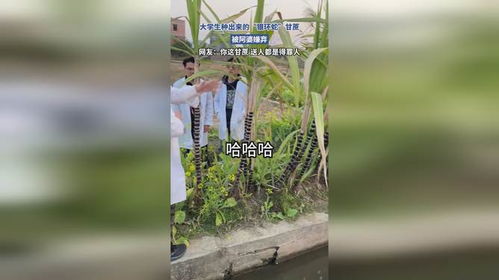 当大学生种出“银环蛇”甘蔗：一场科学与农业的奇妙碰撞