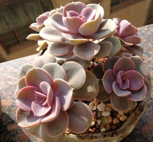 紫乐：一场与自我对话的心灵之旅