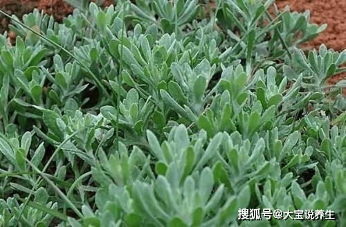 惊魂一刻：六旬阿姨扫地踩穿楼板，背后真相竟是白蚁？