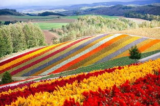 临笑的富良野奶酪厂与玻璃森林之旅：一场味觉与视觉的双重盛宴