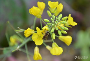 05花：从微博热搜看重庆火锅九宫格的奥秘与文化传承