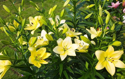 百合花开了：一场关于生命与自然的感悟