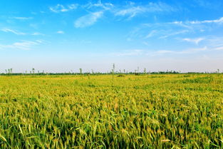 风吹麦浪：一个农民的金色梦想