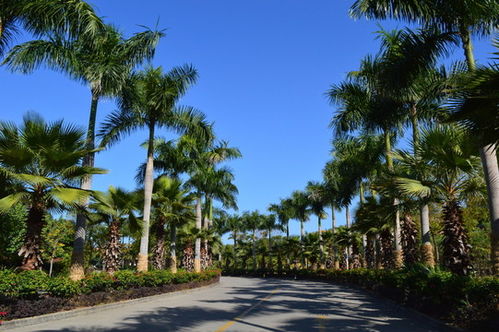 《仙台有树》海岛实景拍摄背后：一场关于视觉与情感的双重探索