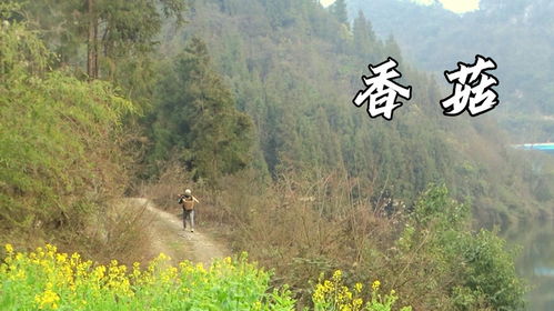 春天的美食来自田野：舌尖上的自然馈赠