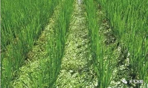 揭秘水稻根构型调控新机制：浙大毛传澡课题组的突破性研究