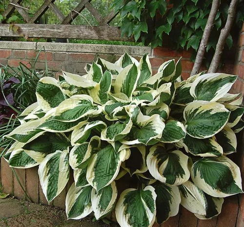 像花一样的叶：一段关于自然与生命的奇妙旅程