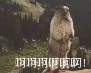 土拨鼠突然大叫的秘密：一场关于生存与智慧的自然奇迹