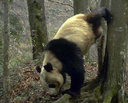 野生大熊猫用舌头给红外相机擦镜头，这是怎样的奇妙相遇？