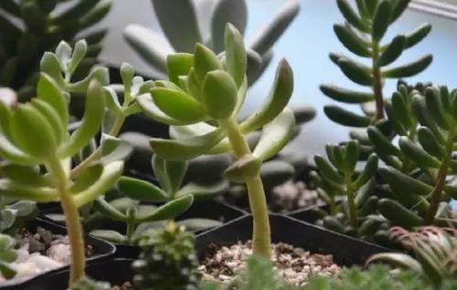 多肉的自救：一场关于生命的奇迹