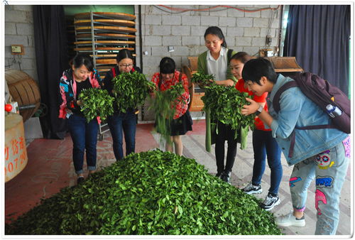 从零基础到茶艺高手：一场撩人的茶艺培训之旅