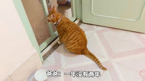 男子时隔6年回老家，发现老猫还在守家：宠物的忠诚令人动容