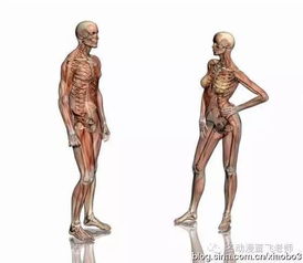 波兰发布双足行走肌肉骨骼机器人，未来科技改变生活