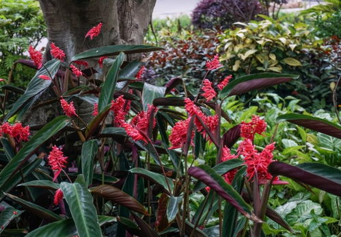 小王的花园日记：G花苗长势喜人，生活因它更美好