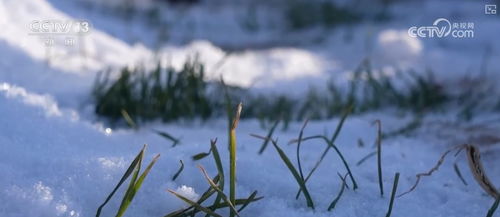 因苗因地把“麦”问诊 科技助力各地绘好“春耕图”