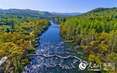 黑龙江大箐山县河流林蛙死亡事件追踪：多方联动守护生态家园