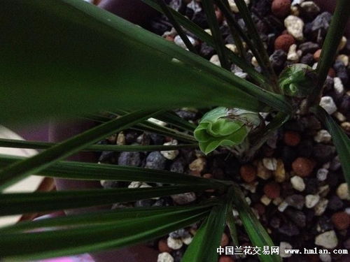 兰花仙子的约定：一场与自然的奇妙邂逅