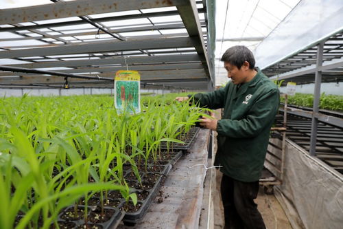 科技育苗助力春耕：见证新时代农业的奇迹