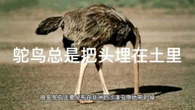 当“鸵鸟心态”不再保护自己：他的人生转折