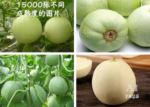 爱吃“瓜”的人有福了，冬瓜才是最容易被忽视的夏日宝藏