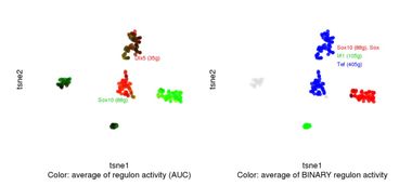 四步搞定单细胞数据调控网络分析：SCENIC/pySCENIC全流程解析