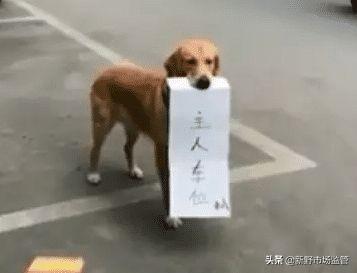 女孩夸路边狗狗好看，转眼看到狗爸妈：一场温馨的偶遇