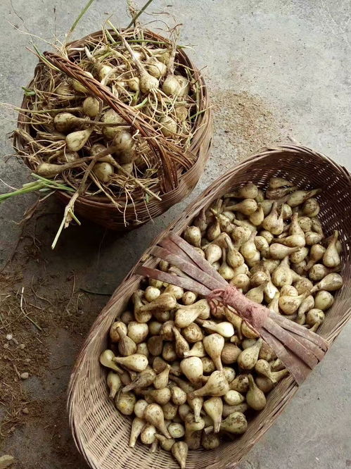 藠头的奇妙之旅：从田间到餐桌的独特风味