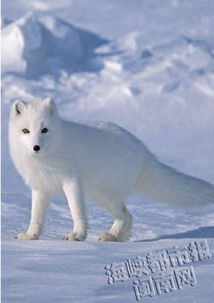 白狐的祝福：一场人与自然的心灵邂逅